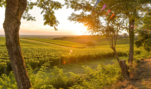 Vignobles Nouvelle-Aquitaine Vignobles Nouvelle-Aquitaine
